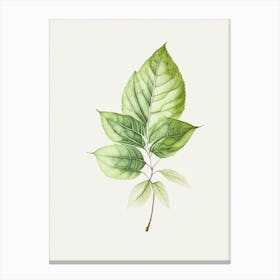Bergamot Leaf Minimalist Watercolour 2 Canvas Print