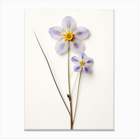 Pressed Wildflower Botanical Art Blue Eyed Grass 1 Canvas Print