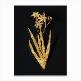 Vintage Blackberry Lily Botanical in Gold on Black n.0162 Canvas Print