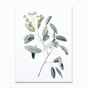 Eucalyptus Vintage Botanical Herbs 1 Canvas Print