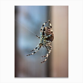 Garden Spider Web (2015) Canvas Print