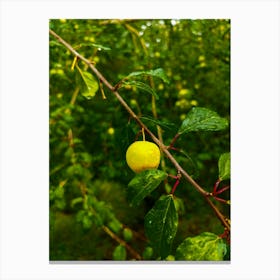 Yellow Fruit On A Tree Branch 202306031644166rt1pub Canvas Print
