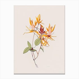 Honeysuckle Floral Minimal Line Drawing 1 Flower Canvas Print