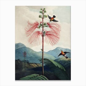 Vintage Thornton 1 Sensitive Plant Canvas Print