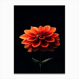 Dahlia 6 Canvas Print