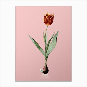 Vintage Tulip Botanical on Soft Pink n.0922 Canvas Print