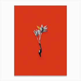 Vintage Autumn Crocus Black and White Gold Leaf Floral Art on Tomato Red n.0569 Canvas Print
