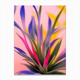 Tillandsia Colourful Illustration Plant Canvas Print
