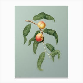 Vintage Peach Botanical Art on Mint Green n.0279 Canvas Print