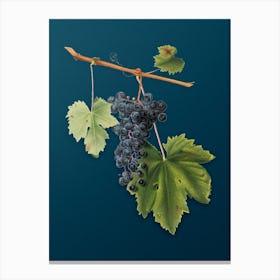 Vintage Grape Colorino Botanical Art on Teal Blue n.0090 Canvas Print