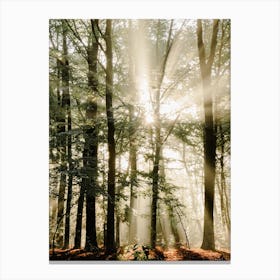Sunbeams breaking through the Trees in the Forest Canvas Print