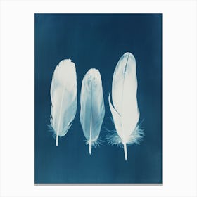 3 Feathers Canvas Print