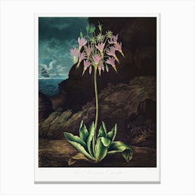 The American Cowslip From The Temple Of Flora (1807), Robert John Thornton Canvas Print