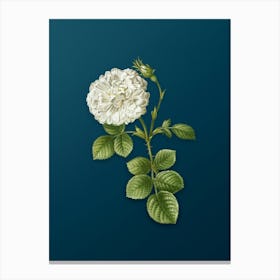 Vintage White Rose of York Botanical Art on Teal Blue n.0946 Canvas Print