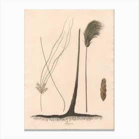 Papyrus, James Heath Canvas Print