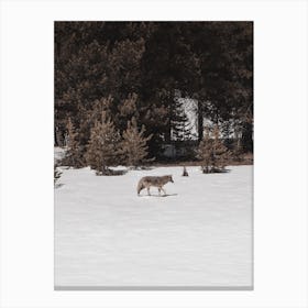 Wandering Coyote Canvas Print