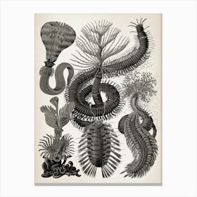 Vintage Haeckel 20 Tafel 96 Borstenwürmer Canvas Print