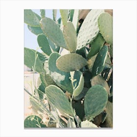 Cactus // Ibiza Nature & Travel Photography Canvas Print