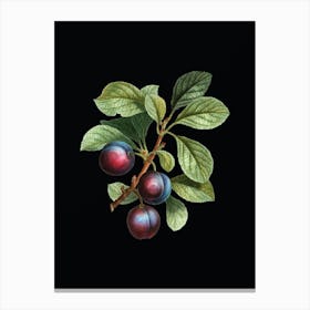 Vintage Cherry Plum Botanical Illustration on Solid Black Canvas Print