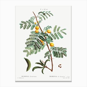 Sweet Acacia, Pierre Joseph Redoute Canvas Print