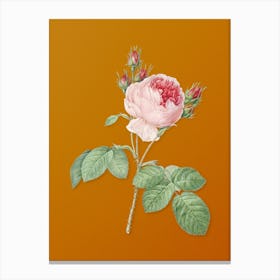 Vintage Pink Cabbage Rose Botanical on Sunset Orange n.0343 Canvas Print
