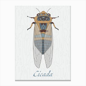 Cicada Bug Insect Australia Beetle 1 Toile