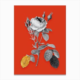 Vintage Double Moss Rose Black and White Gold Leaf Floral Art on Tomato Red n.1029 Canvas Print