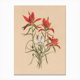 Vintage Botanical Mary Vaux Walcott _2732411 Canvas Print