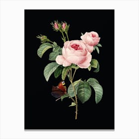 Vintage Provence Rose Botanical Illustration on Solid Black n.0560 Canvas Print