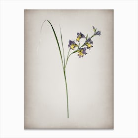 Vintage Gladiolus Ringens Botanical on Parchment n.0103 Canvas Print