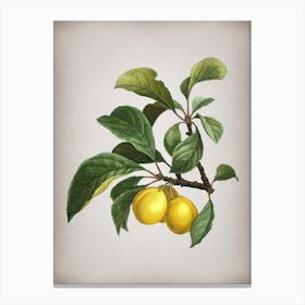 Vintage Ripe Plums on a Branch Botanical on Parchment n.0011 Canvas Print