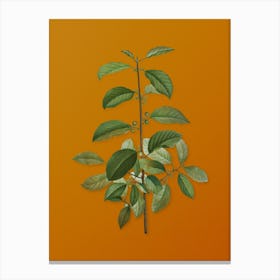 Vintage Alder Buckthorn Botanical on Sunset Orange Canvas Print