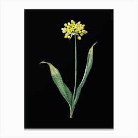 Vintage Golden Garlic Botanical Illustration on Solid Black Canvas Print