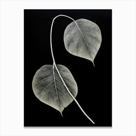 Two Leaves Canvas Print