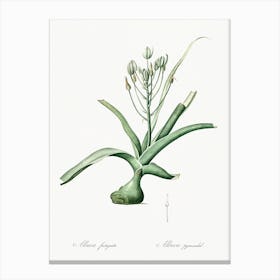 Slime Lily Illustration From Les Liliacées (1805), Pierre Joseph Redoute Canvas Print