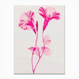 Hot Pink Morning Glory 1 Canvas Print