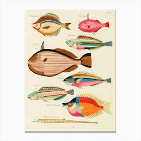 Colourful And Surreal Illustrations Of Fishes Found In Moluccas (Indonesia) And The East Indies, Louis Renard(71) Canvas Print