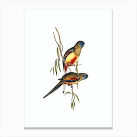 Vintage Crimson Bellied Parakeet Bird Illustration on Pure White Canvas Print