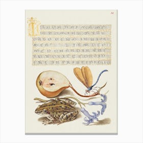 Common Pear, Lake Demoiselle, Moor Frog, And Hyacinth From Mira Calligraphiae Monumenta, Joris Hoefnagel Canvas Print