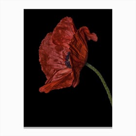 Poppy Red 03 Canvas Print