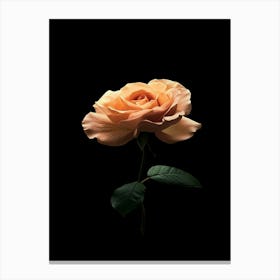 Single Rose On Black Background 34 Canvas Print