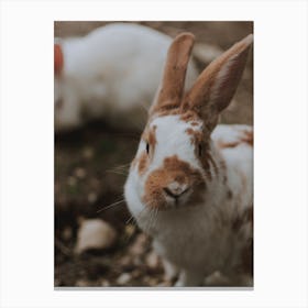 Two Rabbits Canvas Print