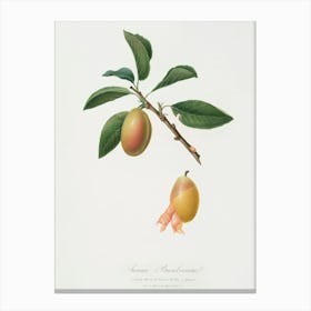 Armenian Plum (Prunus Armeniaca) From Pomona Italiana (1817 - 1839), Giorgio Gallesio Canvas Print