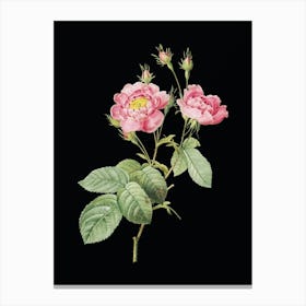 Vintage Anemone Centuries Rose Botanical Illustration on Solid Black n.0568 Canvas Print