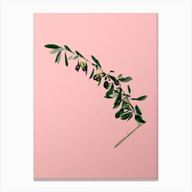 Vintage Olives Botanical on Soft Pink n.0874 Canvas Print
