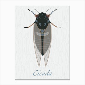 Cicada Bug Insect Australia Beetle 11 Canvas Print