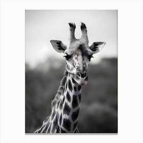 Portrait of a Giraffe Canvas Print