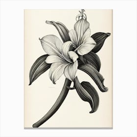 Amaryllis Vintage Botanical Flower Canvas Print