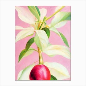 Mangosteen Painting Fruit Canvas Print