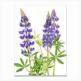 Lupine Flowers Canvas Print